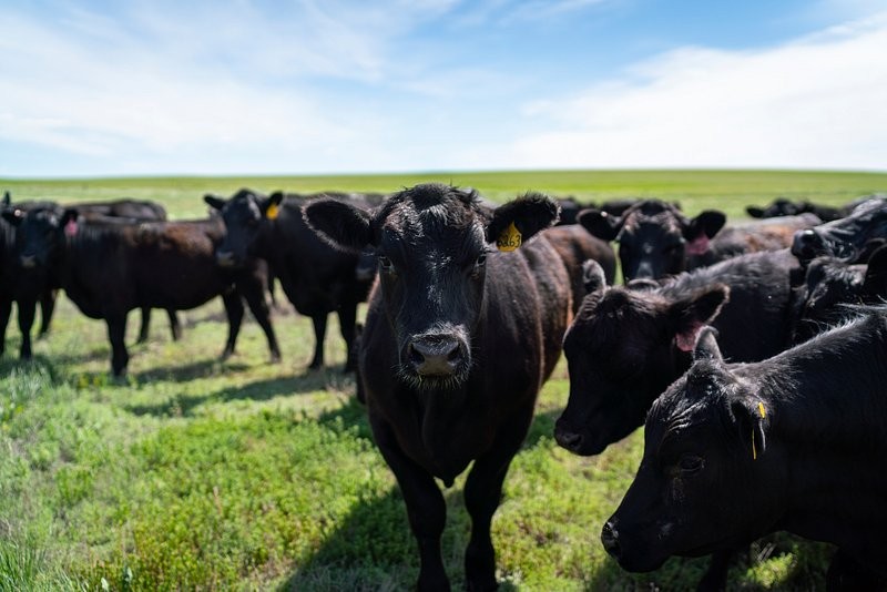Seminário destaca Indicação Geográfica como estratégia para valorizar carne produzida no Bioma Pampa